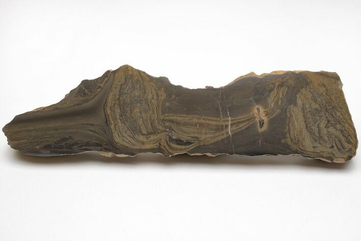Devonian Stromatolite Slice - Orkney, Scotland #207389